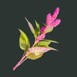 twenty five celosia stems